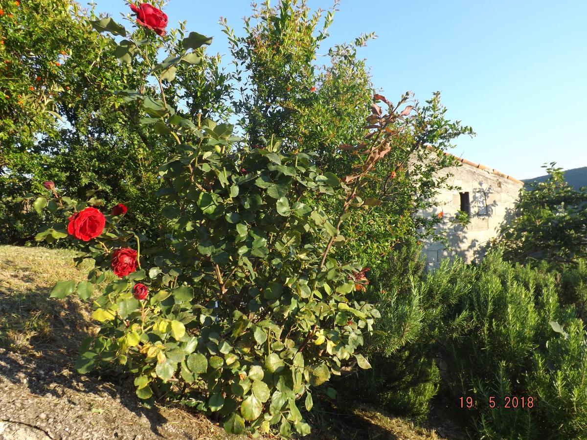 Raj Appartement Kotor Buitenkant foto